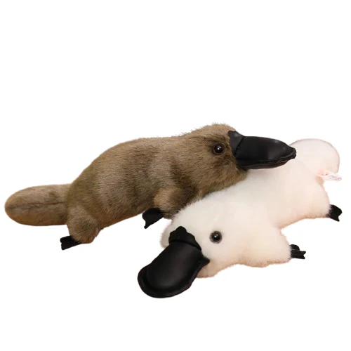 Platypus - Image 2